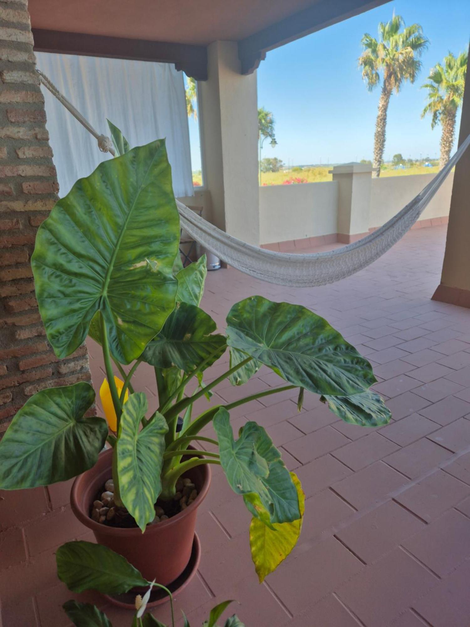 Top Apartment! Frente Al Mar Y Gran Terraza Ayamonte Exterior photo
